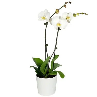 Double Phalaenopsis Orchid Plant White