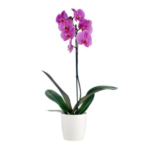 Single Phalaenopsis Orchid Plant Pink