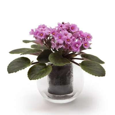 Large Self-Watering Glass Pot