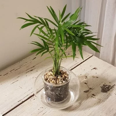 Chamaedorea Elegans & Small Self-Watering Pot