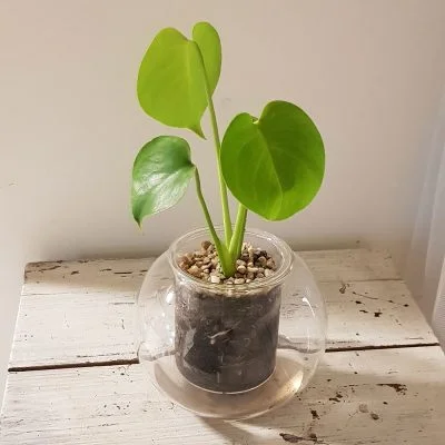 Monstera Deliciosa & Large Self-Watering Pot