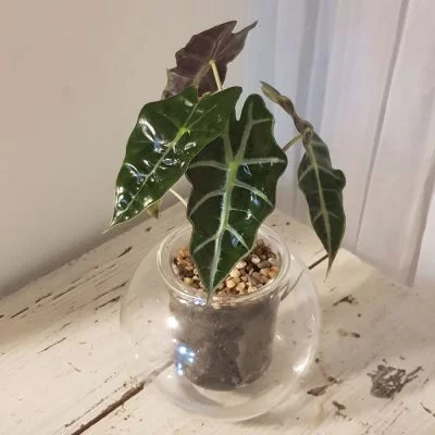 Alocasia amazonica & Large Self-Watering Pot