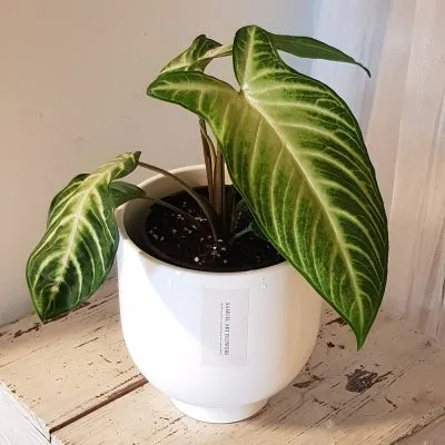 Caladium Lindenii + Ceramic pot