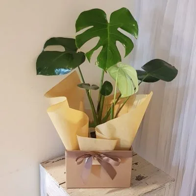 Monstera deliciosa Box