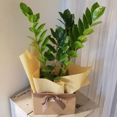 ZZ Plant Box