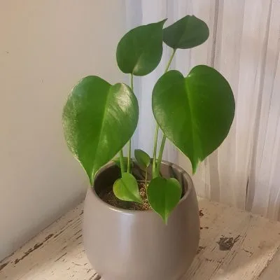 Monstera deliciosa + Ceramic pot