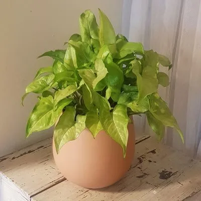 Syngonium + Ceramic pot