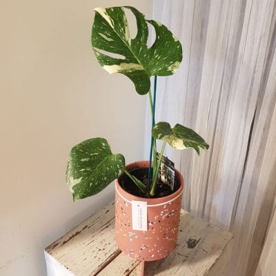 Monstera Thai Constellation