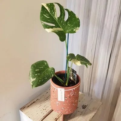 Monstera Thai Constellation