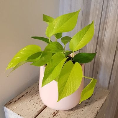 Neon Pothos