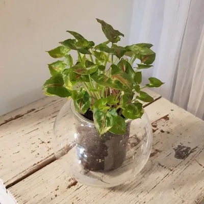Self Watering Pot - Syngonium